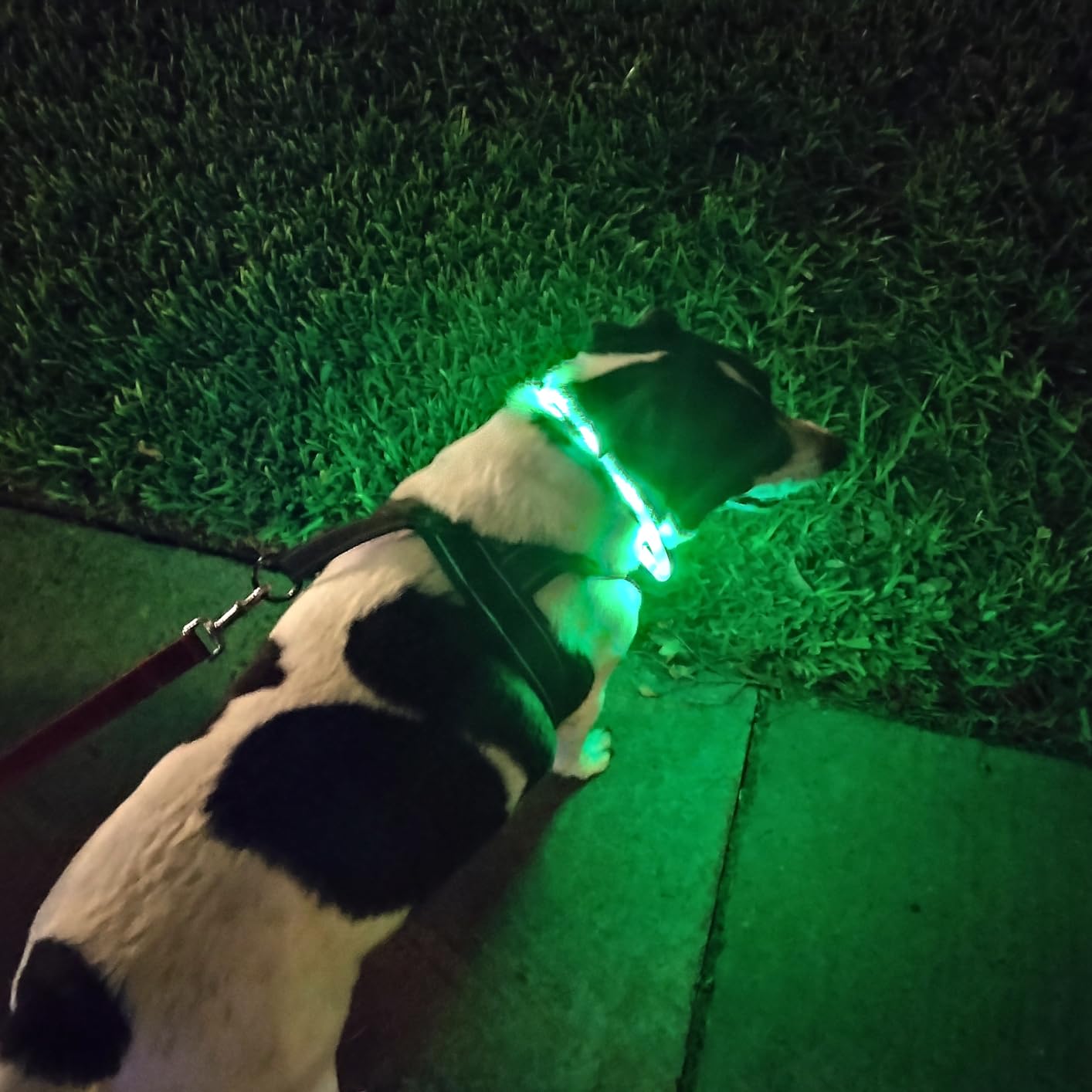 Silicone LED Dog Collar,USB Re - Dog Muzzle Silicone 리뷰 및 가격