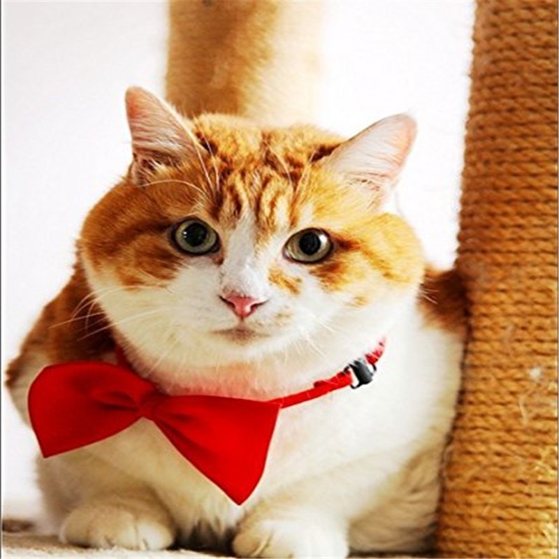 400PCS/lot Adjustable Dog Cat  - Pet Supplies Wholesale 리뷰 및 가격